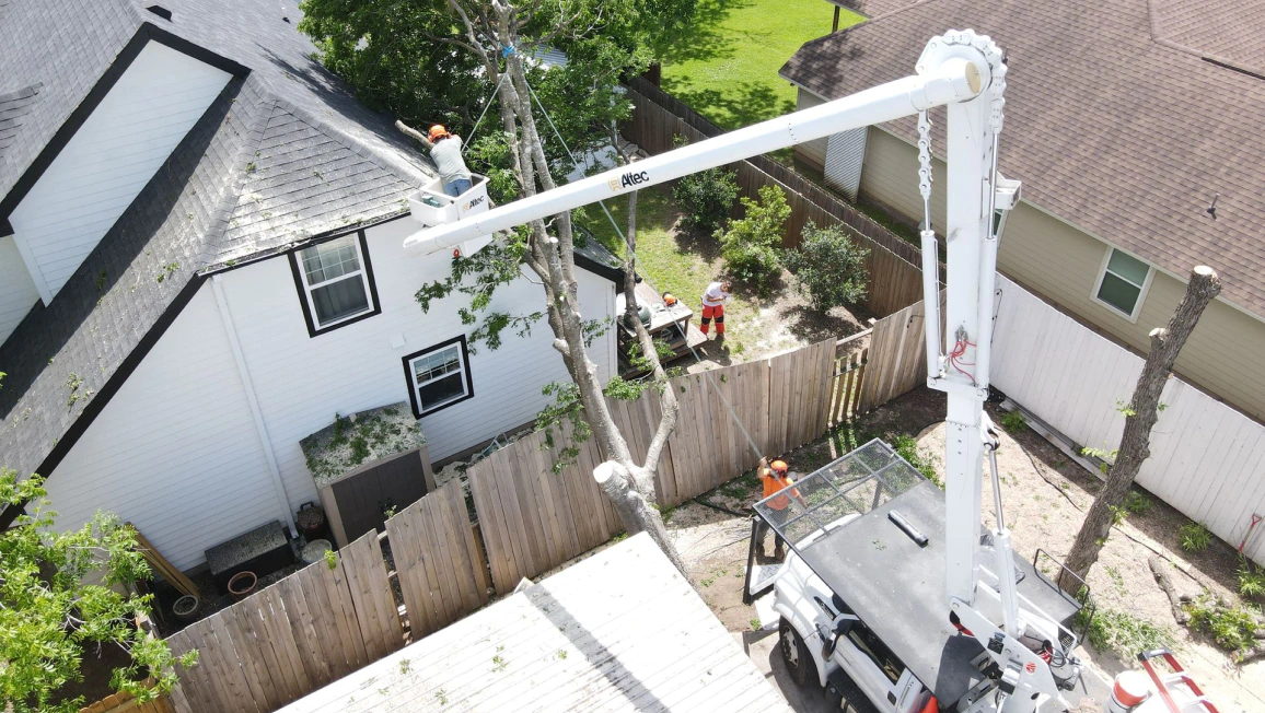 Tree Removal Services (1)