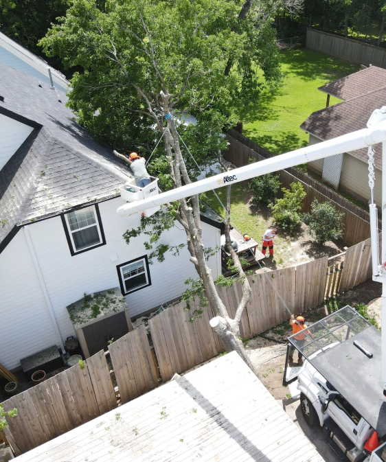 Tree Removal Services