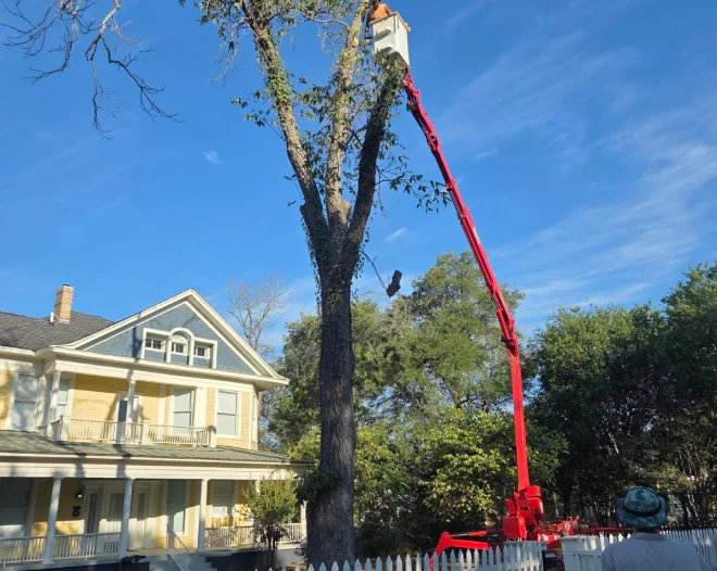 Tree Services
